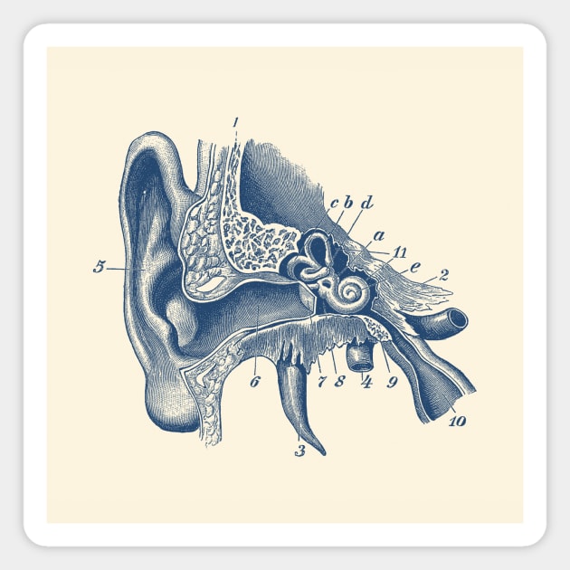 Inner Ear Anatomy Diagram Magnet by Vintage Anatomy Prints